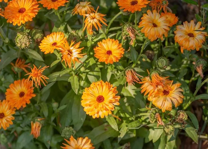 Vikendica App Luka-we Nature.